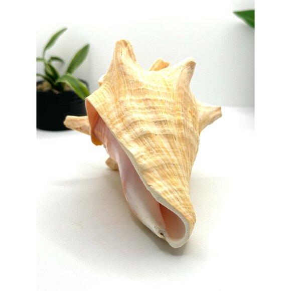 Large Natural Conch Shell Coastal Decor Beach Themed Home Accent Nautical Displa - Picture 2 of 8